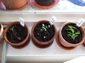 Three small terracotta pots with seedlings 