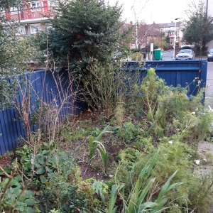 Corner of the garden with a blue fence, shrubs and plants